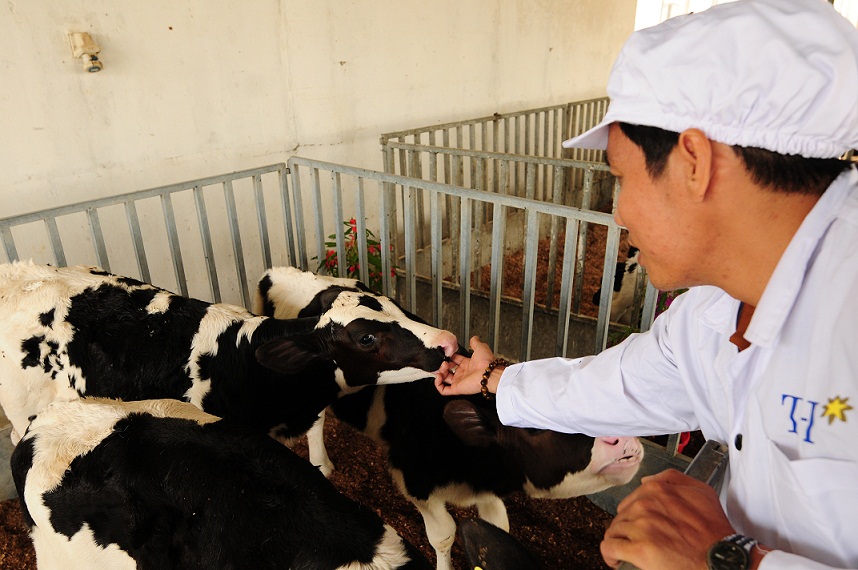 Doanh nghiệp đầu tiên chuyển đổi thành công 1.000 bò sữa Organic trên đồng đất Việt Nam