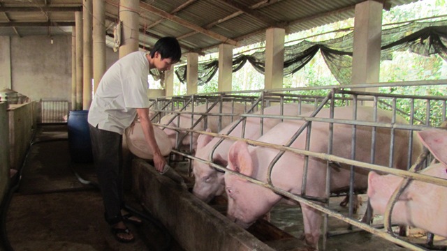 Giá thịt lợn giảm sâu khiến người chăn nuôi thua lỗ nặng