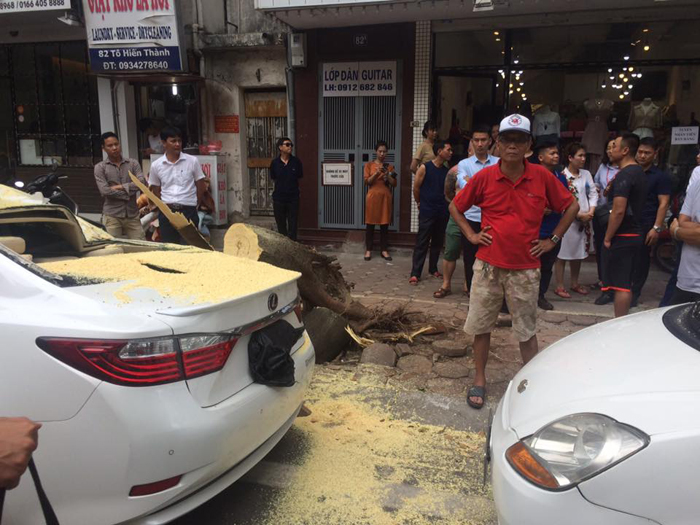 Hà Nội: Cây xanh bất ngờ đổ, đè nát xế hộp Lexus