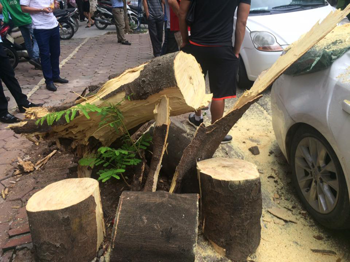 Hà Nội: Cây xanh bất ngờ đổ, đè nát xế hộp Lexus