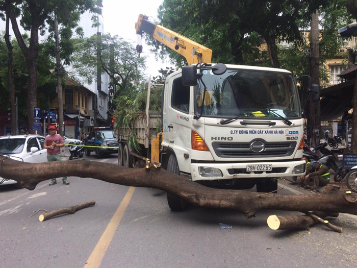 Hà Nội: Cây xanh bất ngờ đổ, đè nát xế hộp Lexus