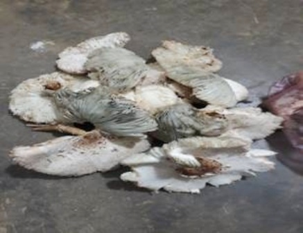 Bộ Y tế cảnh cáo người dân tuyệt đối không ăn các loại nấm lạ