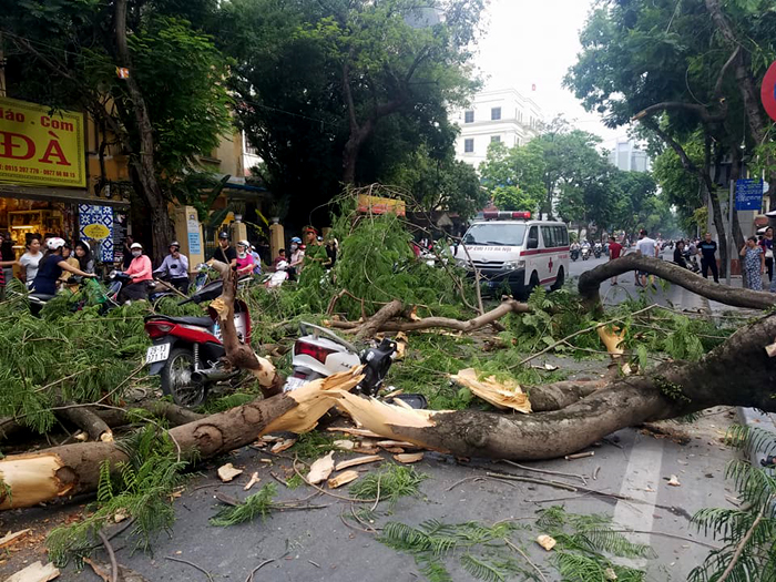 Hà Nội: Cây phượng bất ngờ bật gốc đổ ra đường khiến 3 người bị thương