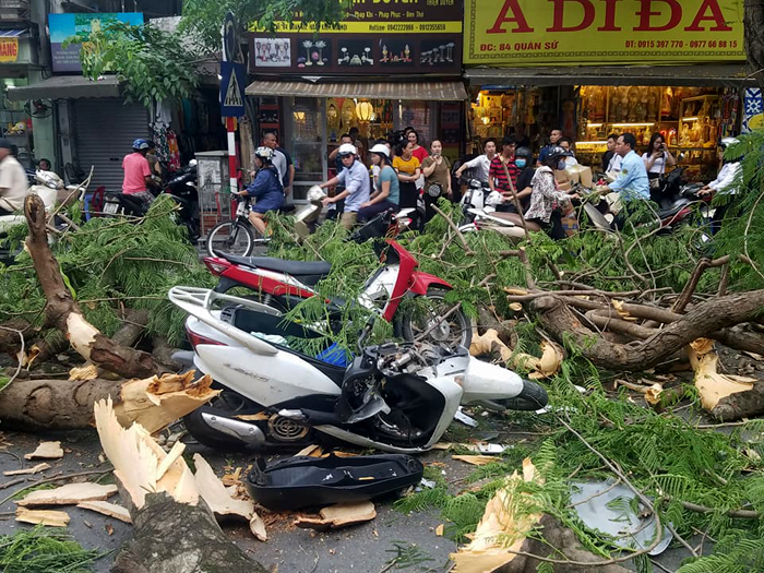 Hà Nội: Cây phượng bất ngờ bật gốc đổ ra đường khiến 3 người bị thương