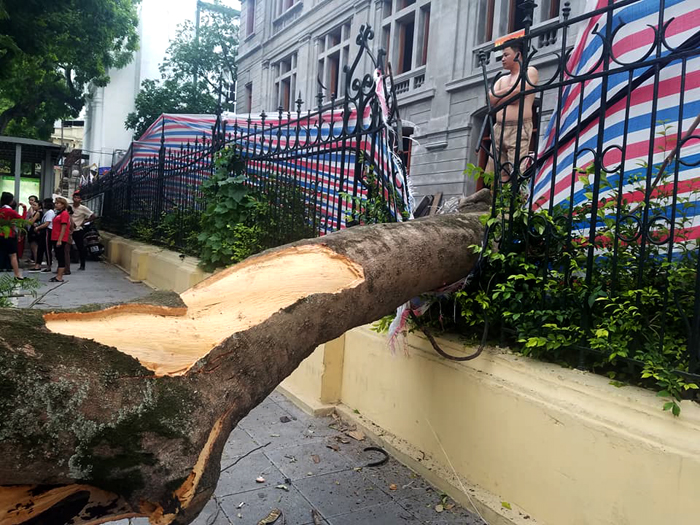 Hà Nội: Cây phượng bất ngờ bật gốc đổ ra đường khiến 3 người bị thương