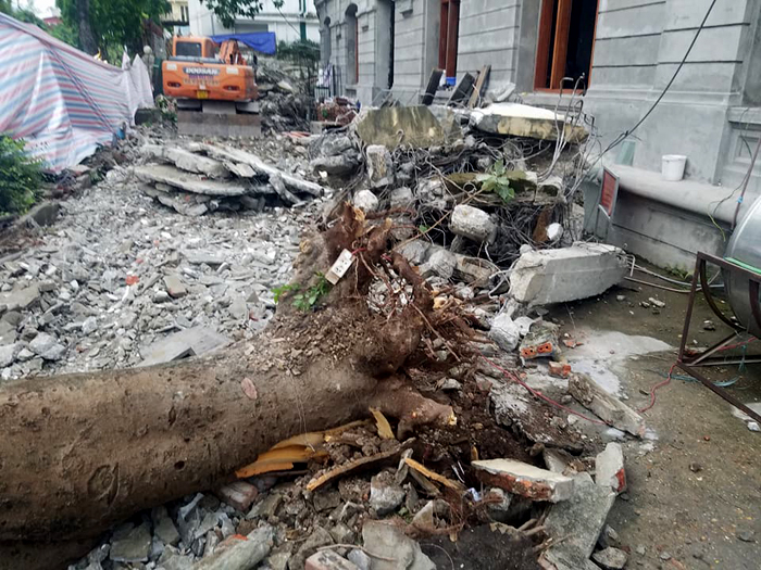 Hà Nội: Cây phượng bất ngờ bật gốc đổ ra đường khiến 3 người bị thương