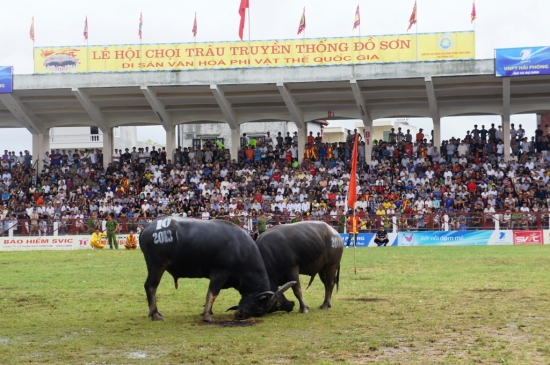 Nhiều đổi mới tại Lễ hội chọi Trâu Đồ Sơn năm 2018