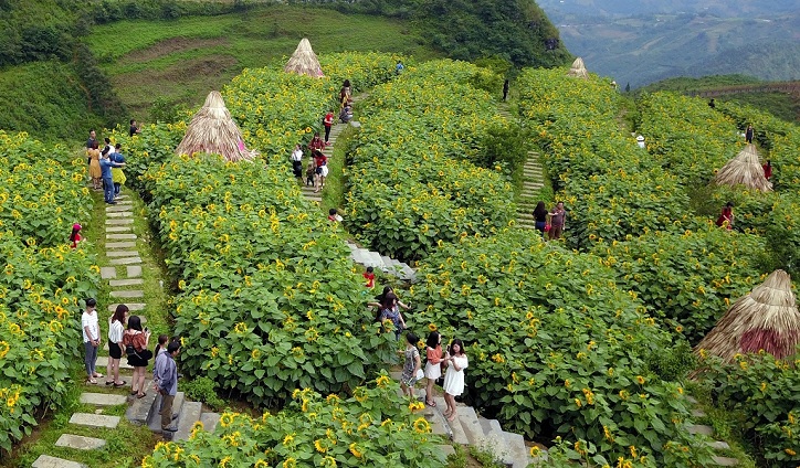 Hà Nội nóng như thiêu, du khách lên Fansipan check-in vườn hướng dương lớn nhất miền Bắc