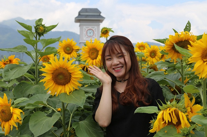 Hà Nội nóng như thiêu, du khách lên Fansipan check-in vườn hướng dương lớn nhất miền Bắc