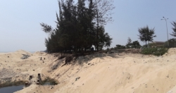 Đà Nẵng: Thông tin mới vụ chặt hạ 3 hecta rừng phòng hộ ven biển để làm bờ kè