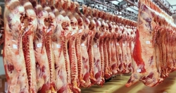 Cần có phương án hỗ trợ doanh nghiệp thu mua, giết mổ, cấp đông thịt lợn