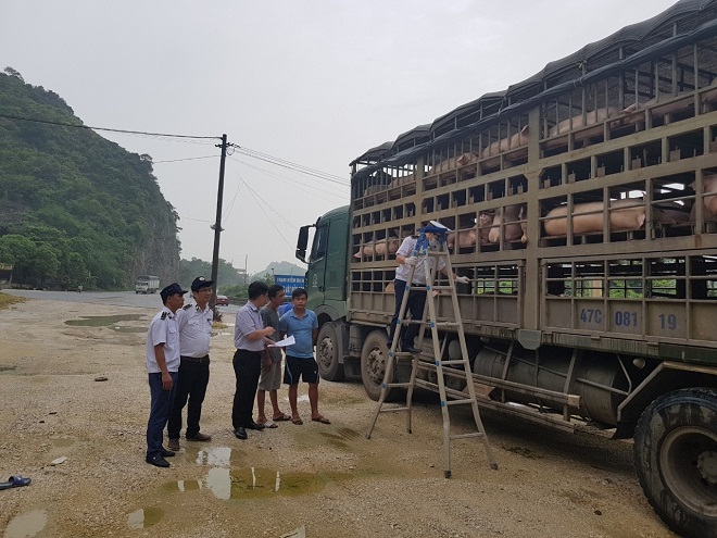 Xe chở lợn có dấu hiệu lâm sàng với dịch tả lợn châu Phi “lọt” nhiều chốt kiểm dịch