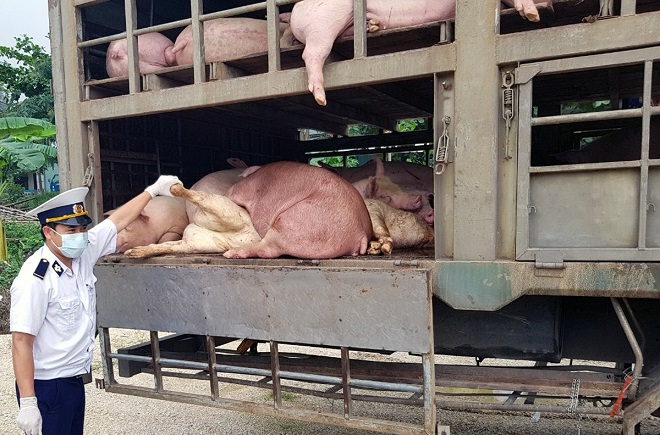 Số lợn nghi bị nhiễm dịch tả lợn châu phi bị lực lượng chức năng bắt giữ tại Trạm kiểm dịch động vật Dốc Xây vào sáng 01/06.