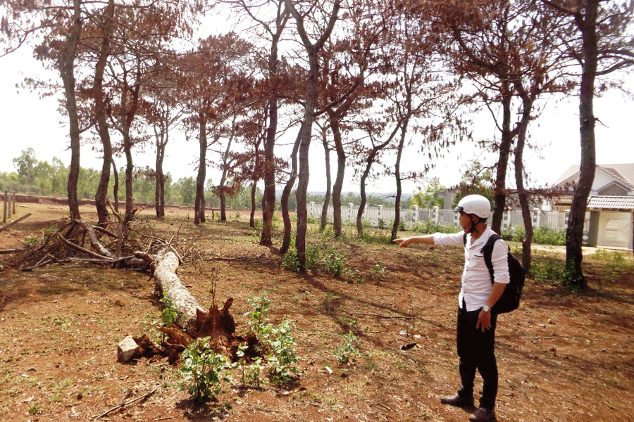 Cây thông bị chết khô, nghi do tiêm thuốc độc tại xã Ia Der (huyện Ia Grai)