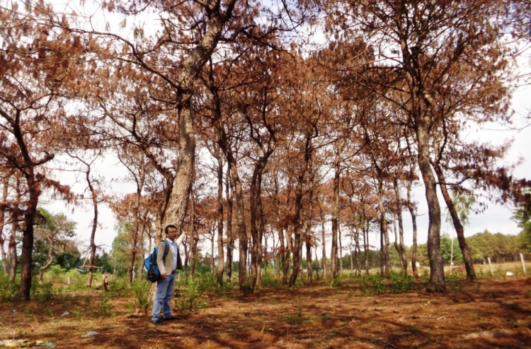Hơn 100 cây thông nhiều năm tuổi bị chết khô, nghi do đổ thuốc độc tại xã Ia Der, huyện Ia Grai (Gia Lai)