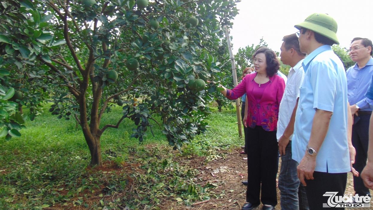 Đoàn công tác tham quan mô hình trồng bưởi Diễn tôm vàng của gia đình anh Phùng Văn Hà tại thôn Núi Bé, xã Nam Phương Tiến (Hà Nội)