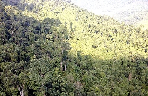 Dự án xin phá rừng của Công ty Hà Phú tại Quốc Oai. Ảnh minh họa