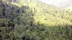 Dự án xin phá rừng xây biệt thự tại Quốc Oai: Ai đứng sau Công ty Hà Phú?