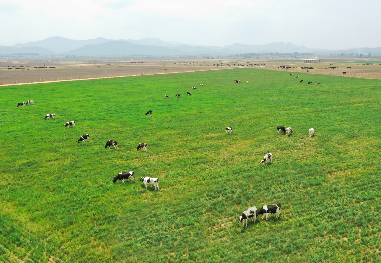 Cánh đồng yến mạch của Tổ hợp bò sữa Organic rộng 5.000 ha tại Lào được Vinamilk khởi công vào tháng 5/2019.