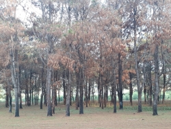 Vụ “bức tử” hàng trăm héc ta rừng thông tại Gia Lai: Yêu cầu công an vào cuộc