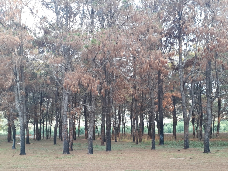 Vụ “bức tử” hàng trăm héc ta rừng thông tại Gia Lai: Yêu cầu công an vào cuộc