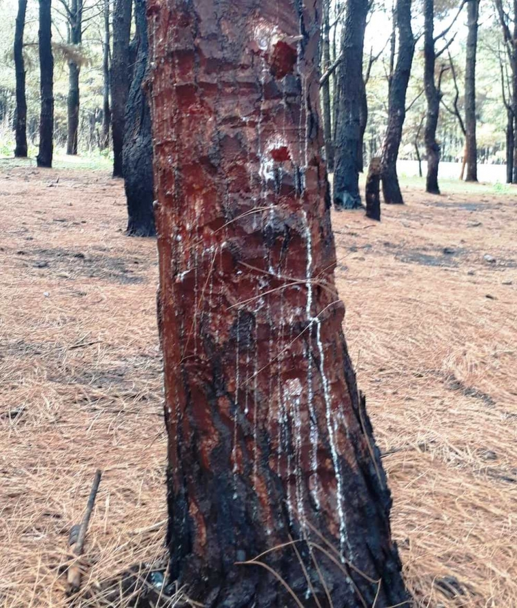 Hơn 150ha rừng thông du lịch tại huyện Đak Đoa cũng đã bị cạo vỏ đến chết