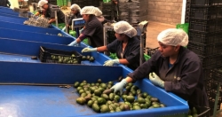 Hàng chục tấn “vàng xanh” của Mexico bị cướp mỗi ngày