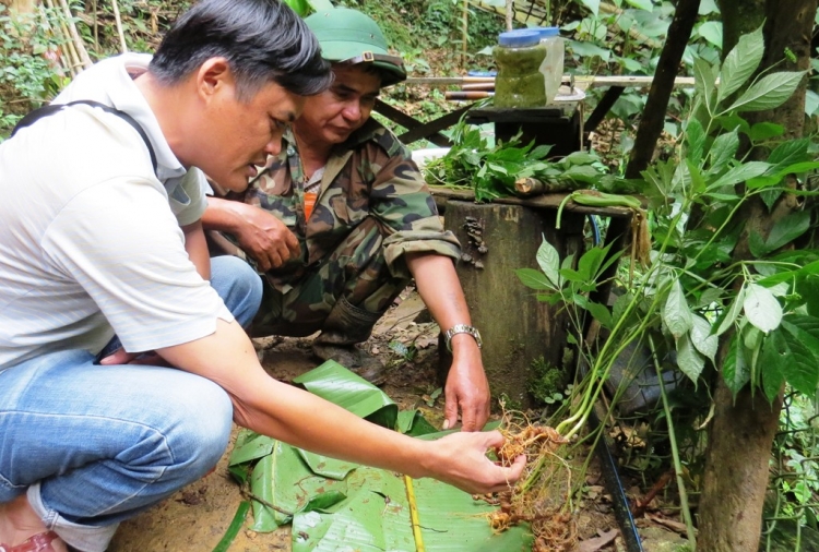 Sâm Ngọc Linh là một loại dược liệu quý và đặc hữu của Việt Nam.