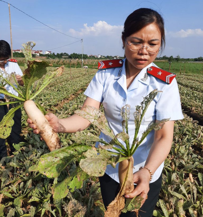 Việc sử dụng thuốc bảo vệ thực vật ngoài danh mục cho phép không chỉ gây nguy cơ mất an toàn vệ sinh thực phẩm đối với sản phẩm nông sản mà còn ảnh hưởng rất lớn tới môi trường