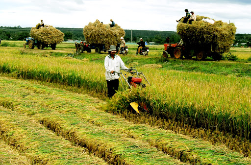 Cơ giới hoá trong sản xuất nông nghiệp ở một số khâu còn thấp