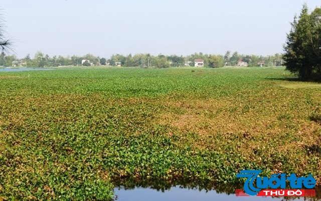 Người dân đang trông chờ sông Cổ Cò sẽ sớm được nạo vét