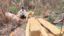Gia Lai: Điều tra, xử lý thông tin vụ khai thác rừng trái phép