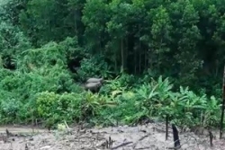Xuất hiện 2 cá thể voi gần khu dân cư ở Quảng Nam