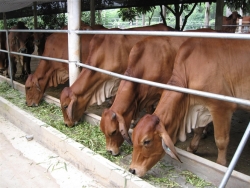 Phát triển chăn nuôi gia súc, gia cầm theo hướng hàng hóa