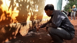 Gia Lai: Người dân khổ sở vì bọ đậu đen hoành hành