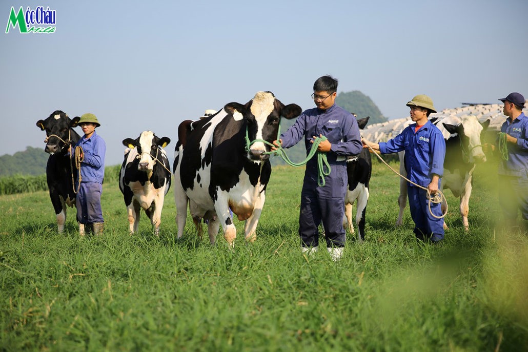 Mộc Châu Milk luôn có đội ngũ kỹ thuật, bác sỹ thú y, các cán bộ khuyến nông giàu kinh nghiệm đồng hành cùng nông dân