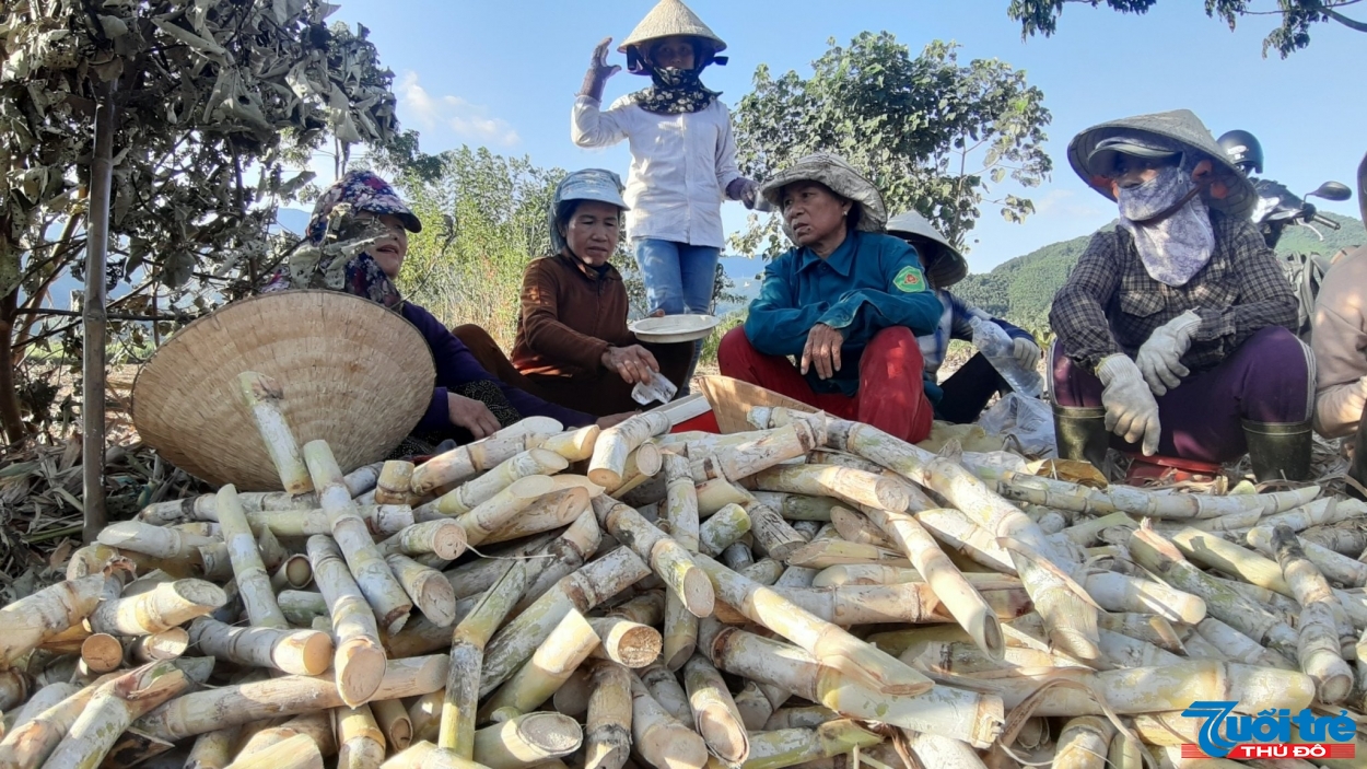 Hàng chục hộ dân tại thôn Phò Nam dẫu biết việc trồng mía cho thu nhập thấp nhưng vẫn cố bám trụ để mong giữ lại nghề truyền thống của xã Hòa Bắc (Ảnh: Xuân Tiên)