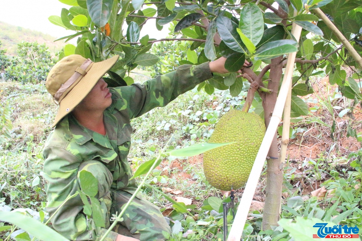 Giống mít Thái Lan tại trang trại của Tuấn