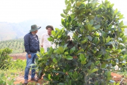 Hai chàng trai 9X trồng 230 ha cây trái sạch theo tiêu chuẩn khắt khe nhất thế giới