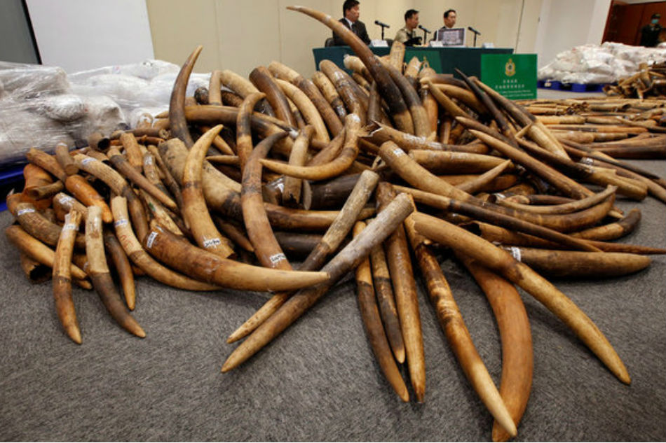 Hồng Kông vừa bắt được vụ buôn lậu ngà voi lớn nhất trong vòng 30 năm qua