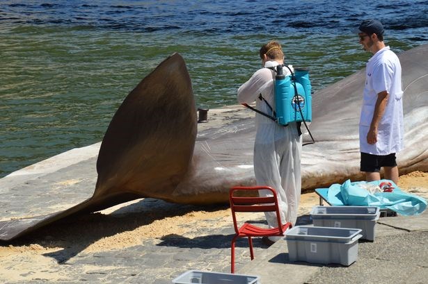 Một chú cá voi “mắc cạn” ngay giữa Thủ đô Paris