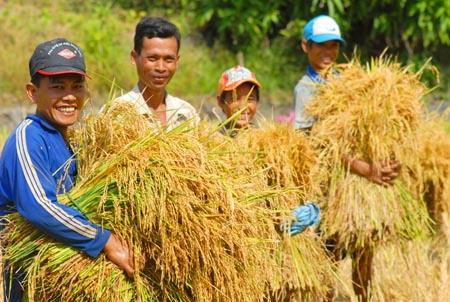 Việt Nam trúng đấu thầu xuất khẩu 175.000 tấn gạo vào Phi-líp-pin