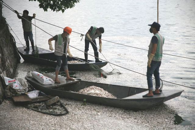 Cá chết hàng loạt ở Hồ Tây có thể do ngạt khí