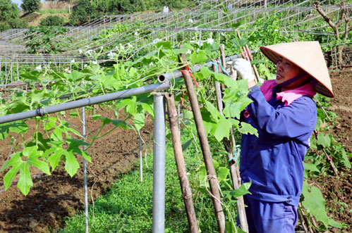 Vùng quê Yên Bình khởi sắc
