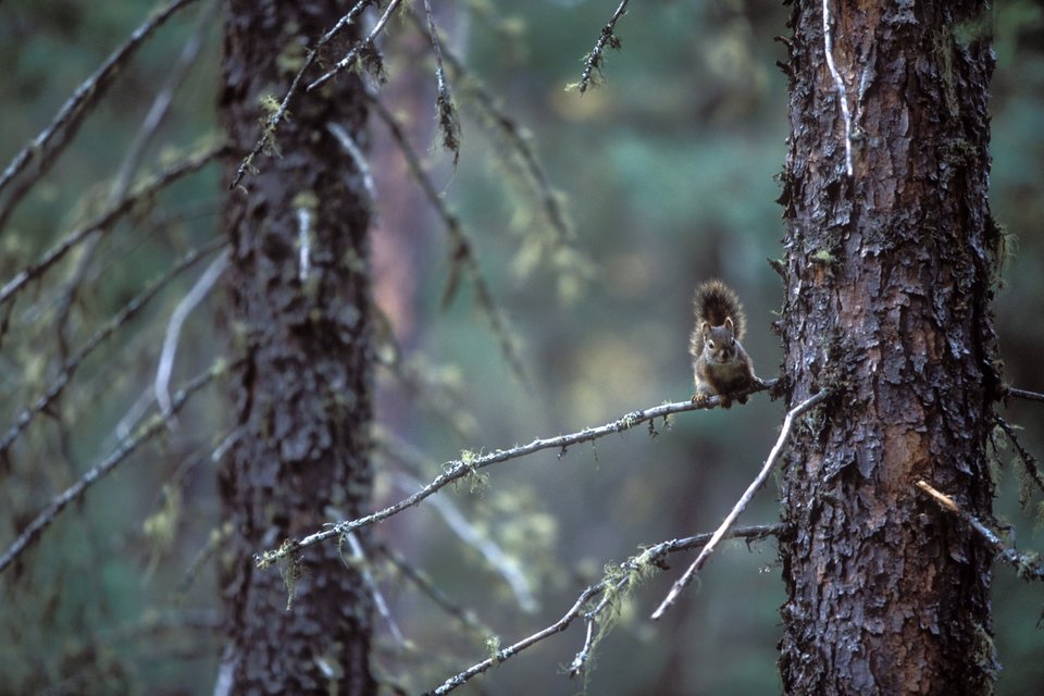 Pimachiowin Aki là khu dự trữ sinh quyển thế giới, nằm tại rừng Taiga của Canada, với diện tích hơn 43.000km2. Đây là nơi sinh sống của tổ tiên người Anishinaabeg bản địa, theo UNESCO.