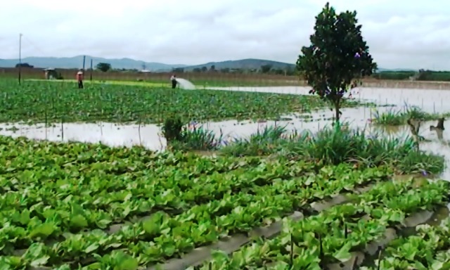 Mưa lớn khiến hàng nghìn ha lúa, rau màu của Hà Nội bị ngập úng