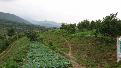Hiệu quả từ mô hình chăn nuôi và trồng trọt hữu cơ khép kín