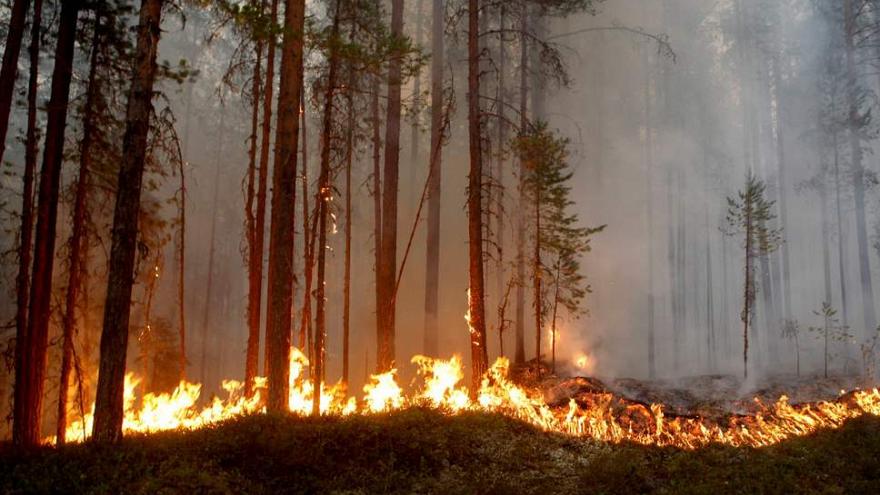 Hiện trường một vụ cháy rừng tại Thụy Điển (Ảnh: Euro News)