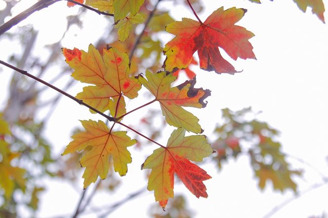 Những chiếc lá phong bất ngờ chuyển màu đỏ trong thời tiết dịu mát như mùa thu.