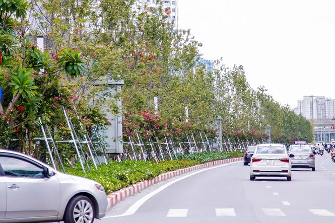 Hàng phong lá đỏ trên giải phân cách đường Trần Duy Hưng. Ở đây trồng hơn 100 cây phong.
